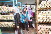 Inisiatif UPM Latih Komuniti Pulau Pangkor Dalam Teknologi Penanaman Cendawan